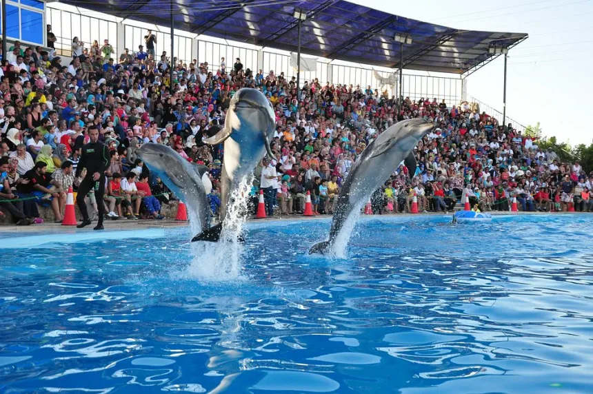 Dolphin Show
