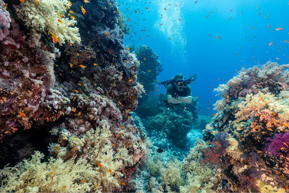 Corsi di immersione PADI Sharm El Sheikh