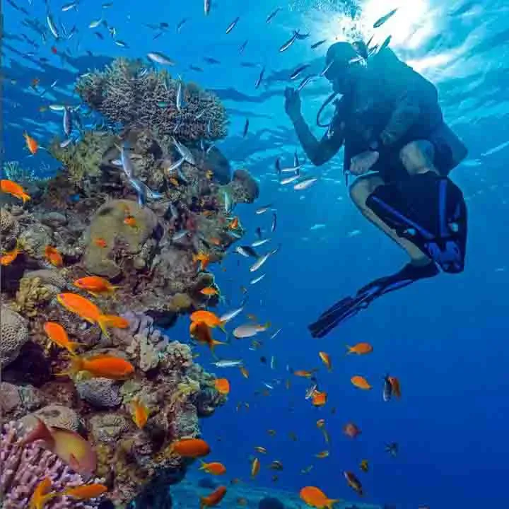 Corsi di immersione PADI Sharm El Sheikh