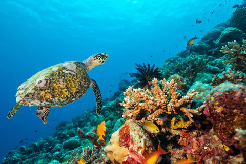 Corsi di immersione PADI Sharm El Sheikh
